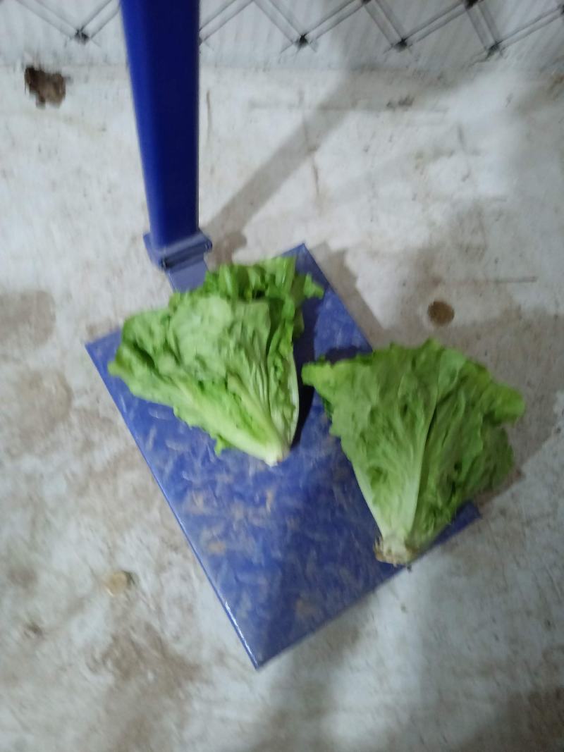 意大利精品生菜，基地种植！