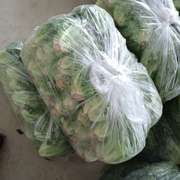 意大利精品生菜，基地种植！