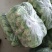 意大利精品生菜，基地种植！