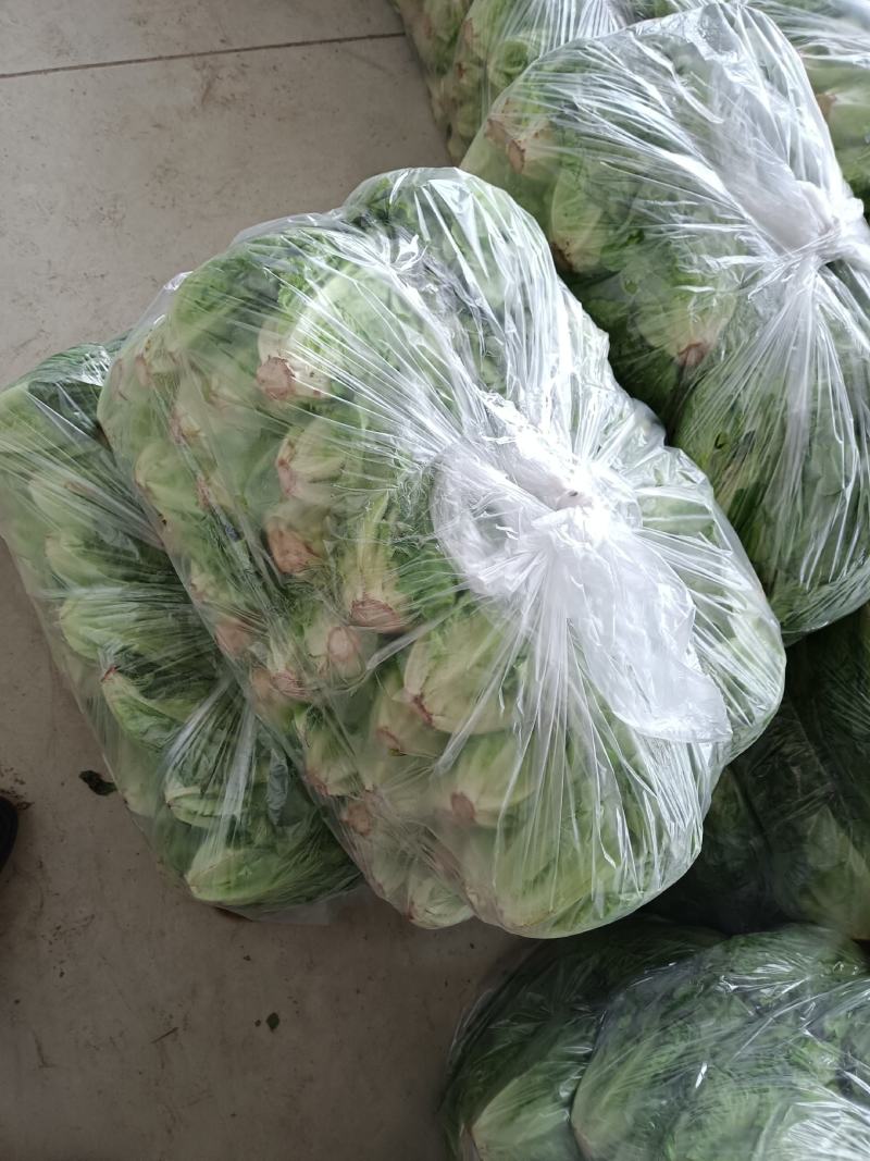 意大利精品生菜，基地种植！