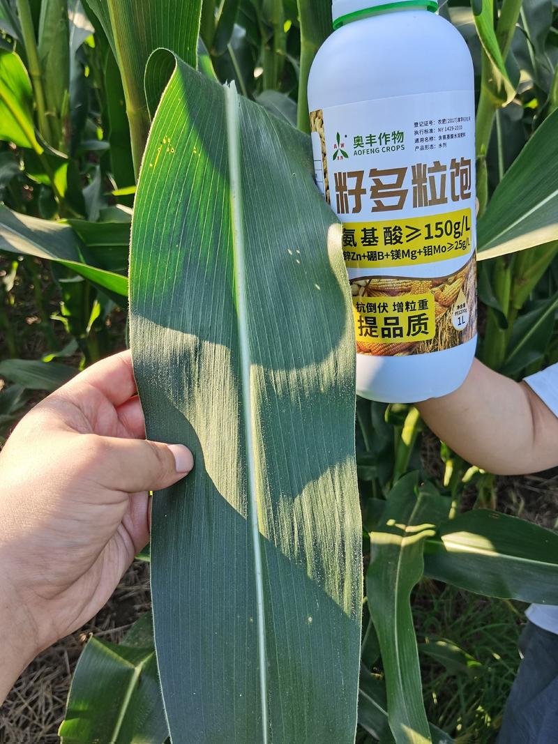 含氨基酸叶面肥奥粒多抗倒伏增粒重提品质小麦玉米水稻花生
