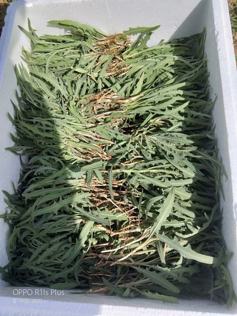 紫花苦菜