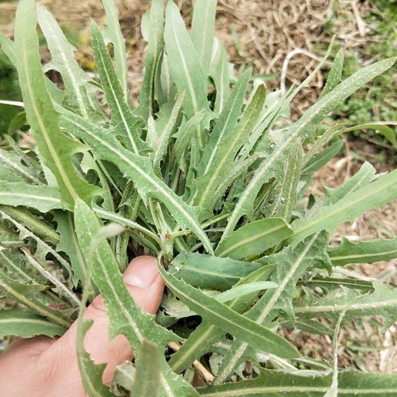 紫花苦菜