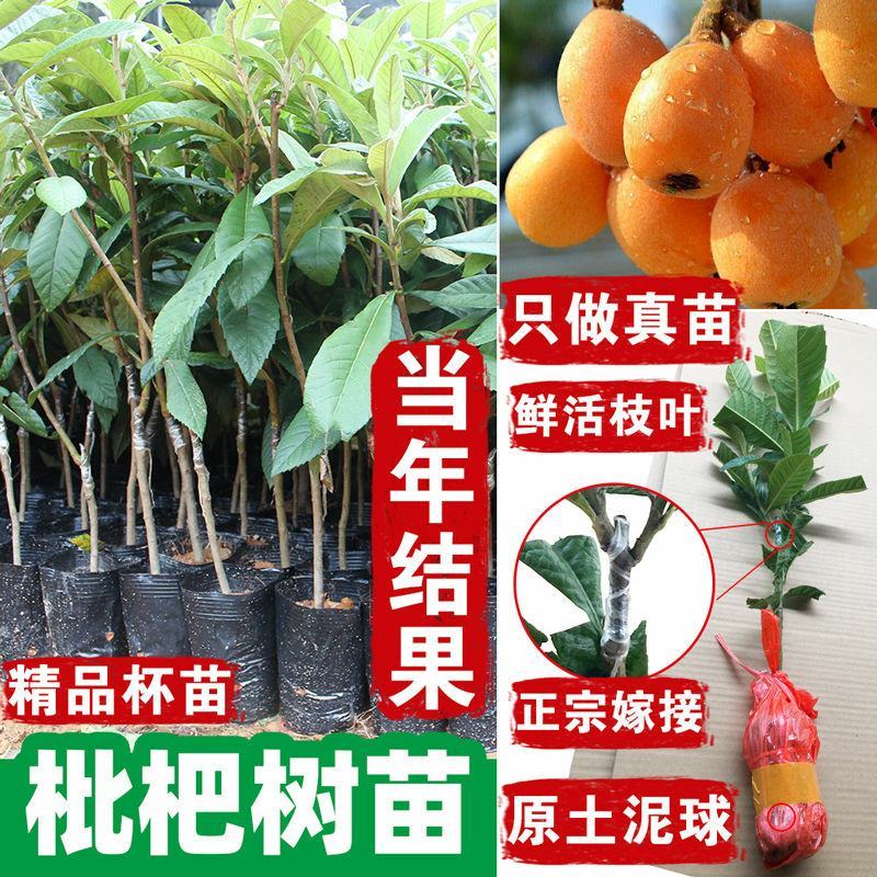 正宗大五星枇杷苗树嫁接当年结果早钟六枇杷树苗琵琶无核南方
