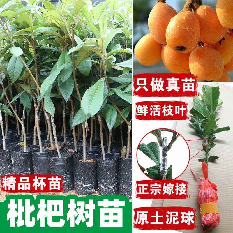 正宗大五星枇杷苗树嫁接当年结果早钟六枇杷树苗琵琶无核南方