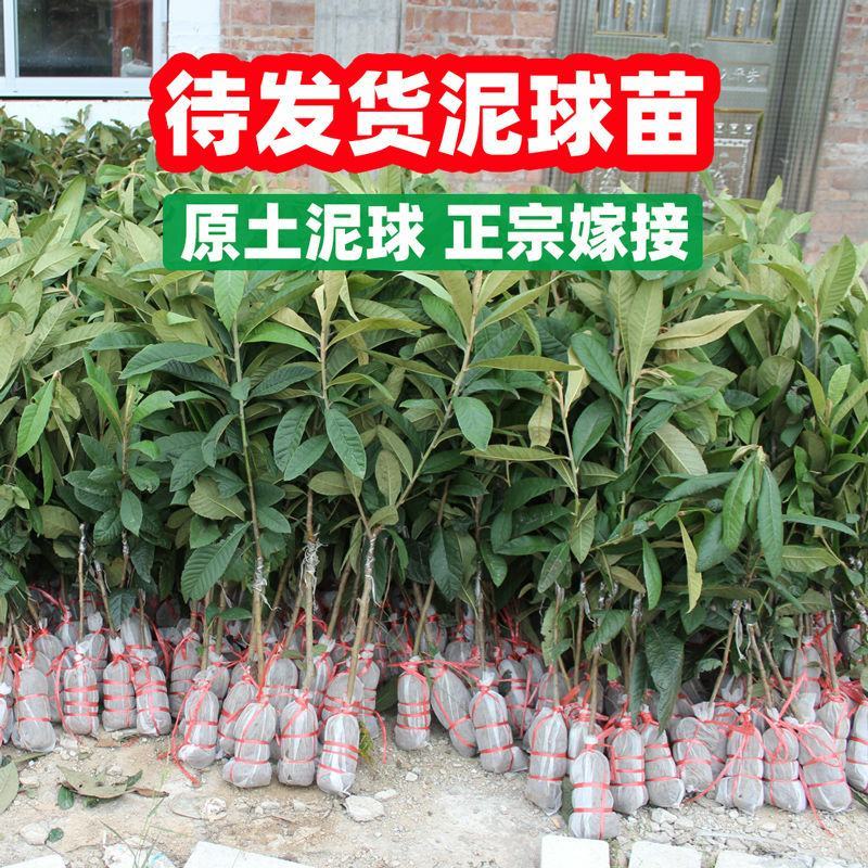 正宗大五星枇杷苗树嫁接当年结果早钟六枇杷树苗琵琶无核南方
