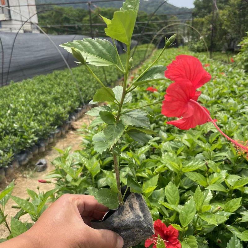 大红花优质大红花质量保证价格优惠可视频看货