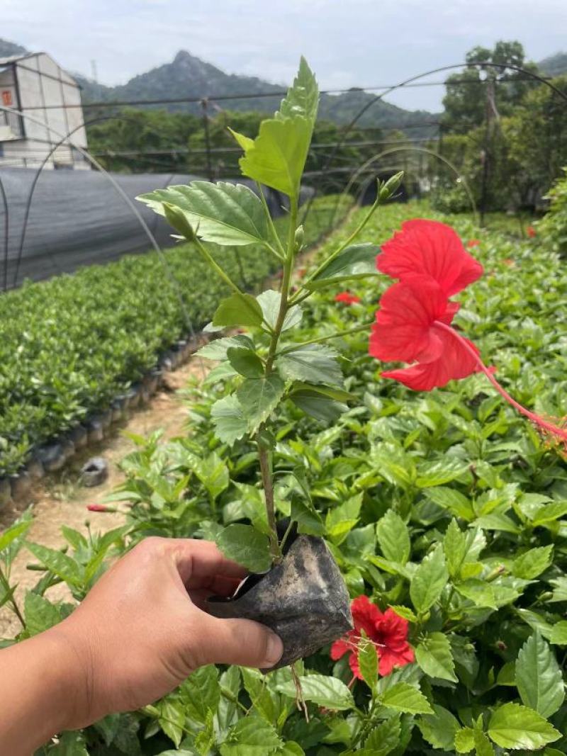 大红花优质大红花质量保证价格优惠可视频看货