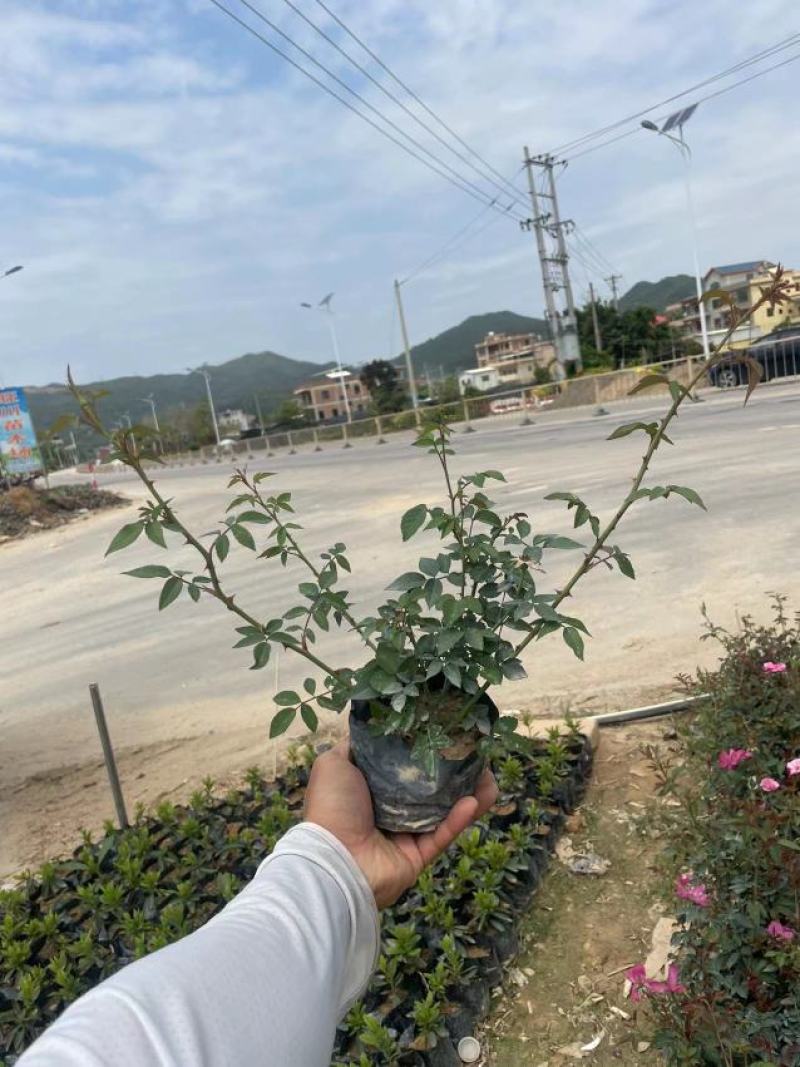 月季花基地批发品种齐全一手货源欢迎选购