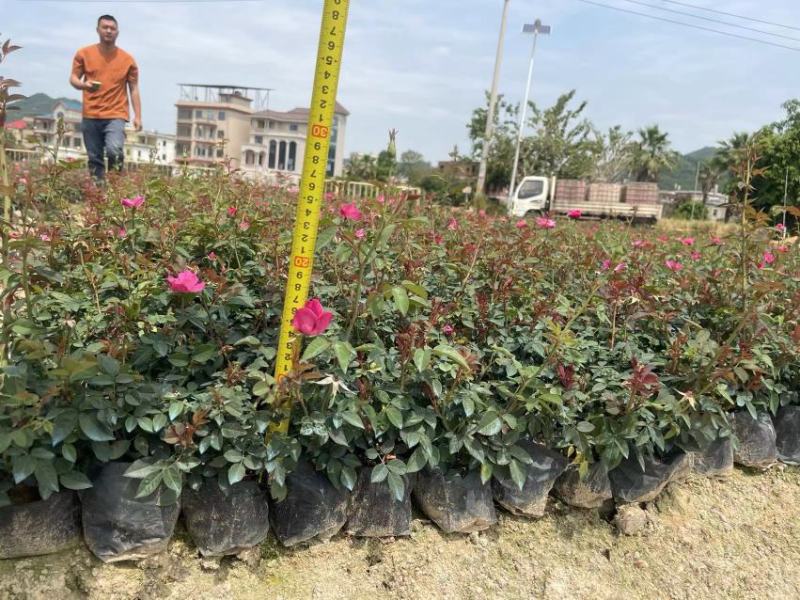 月季花基地批发品种齐全一手货源欢迎选购