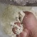 发酵豆腐渣，养殖户的好帮手