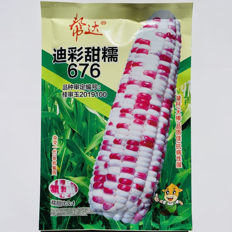 晓富2018宝马彩甜糯玉米种籽高产春季大田甜糯玉米种彩色