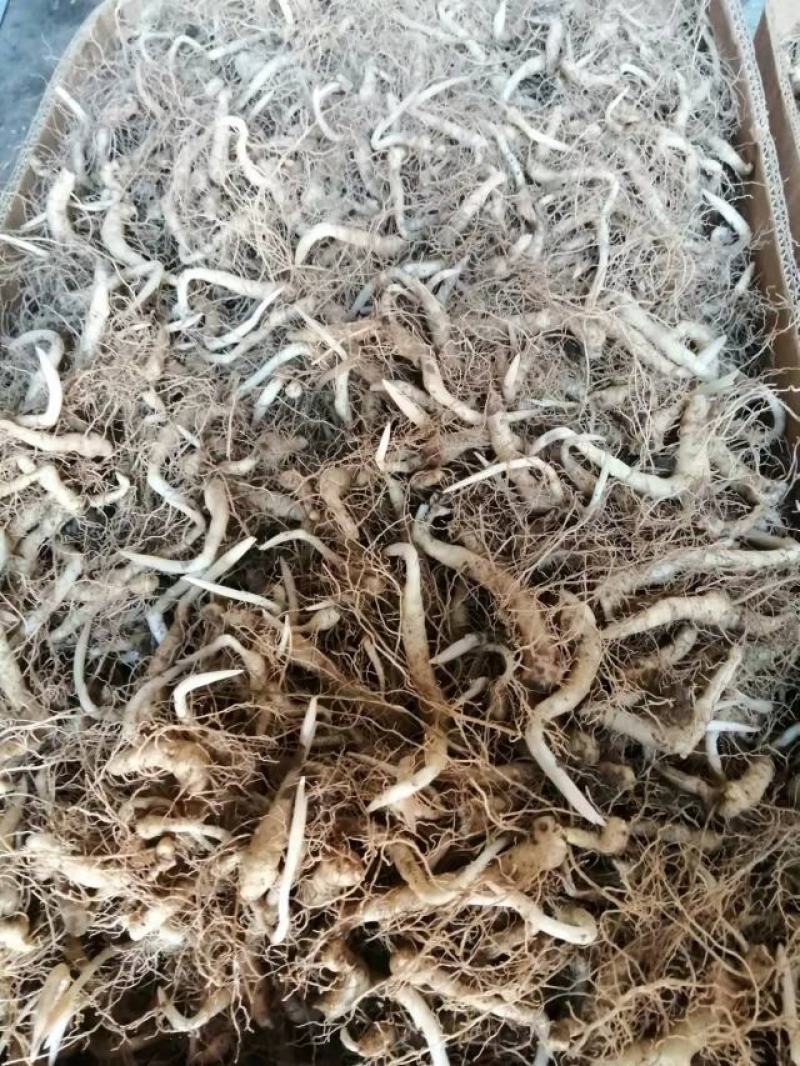 辽宁纯正鸡头黄精种苗热卖，纯正野生移栽产种育苗