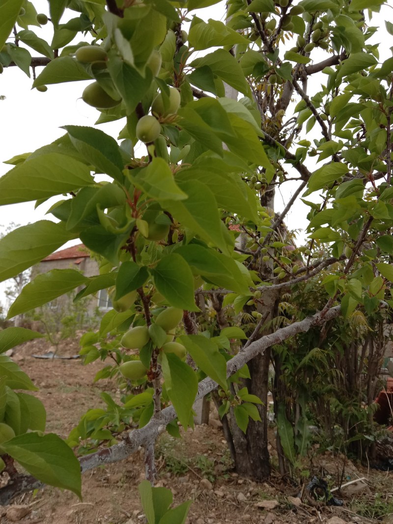 珍珠油杏马上市