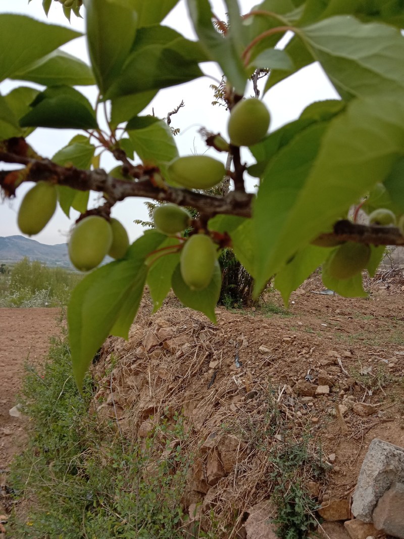 珍珠油杏马上市