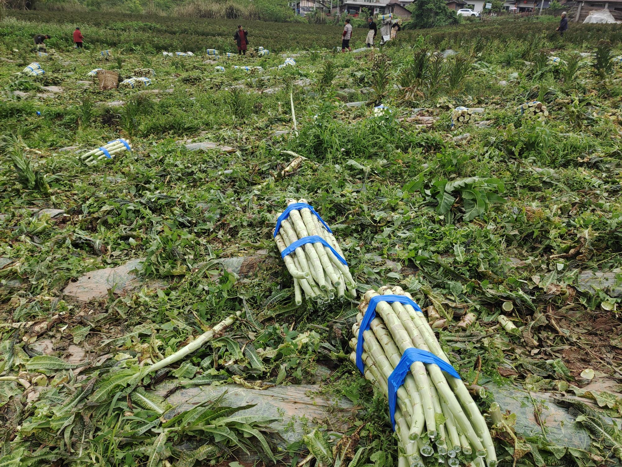 一片整齐排列的结球莴苣田地,阳光照射下叶片泛着光泽,农民正在采收 结球莴苣田间种植场景