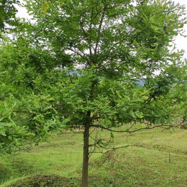 皂角树