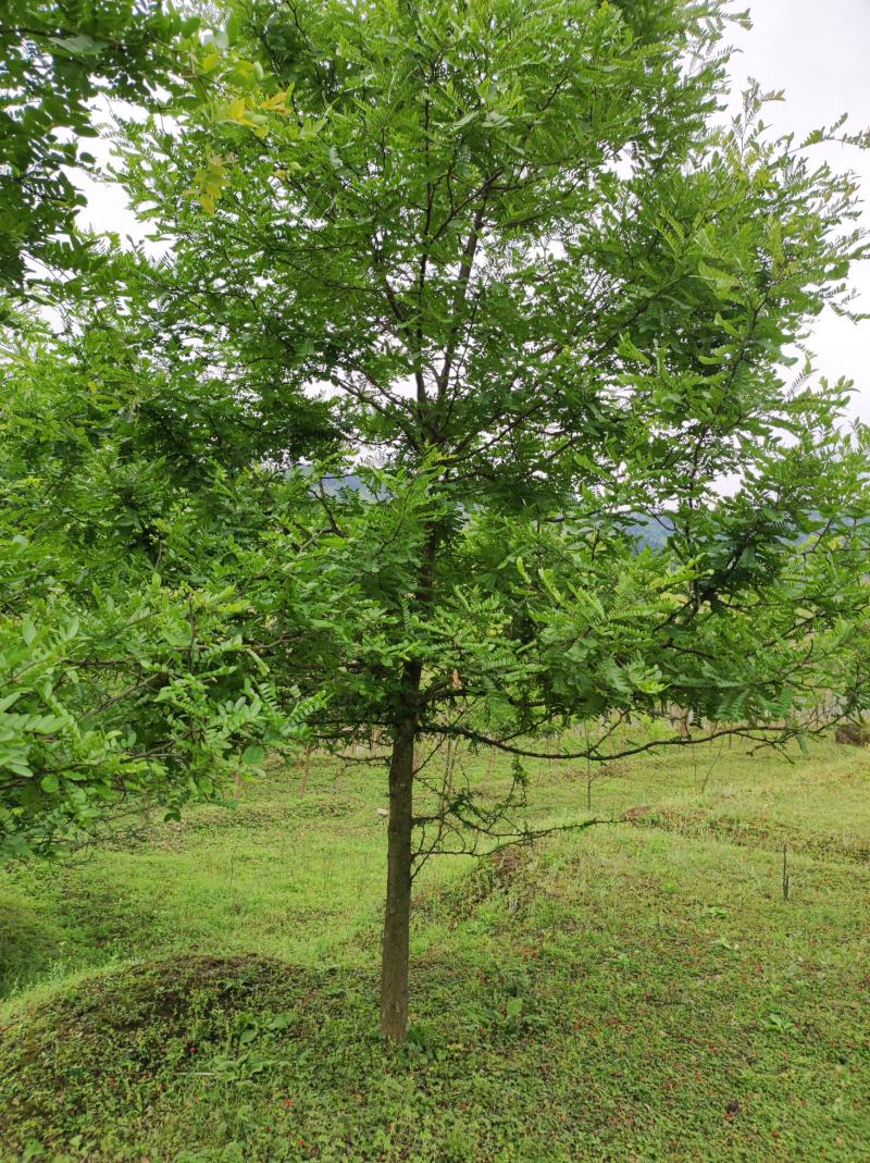 皂角树