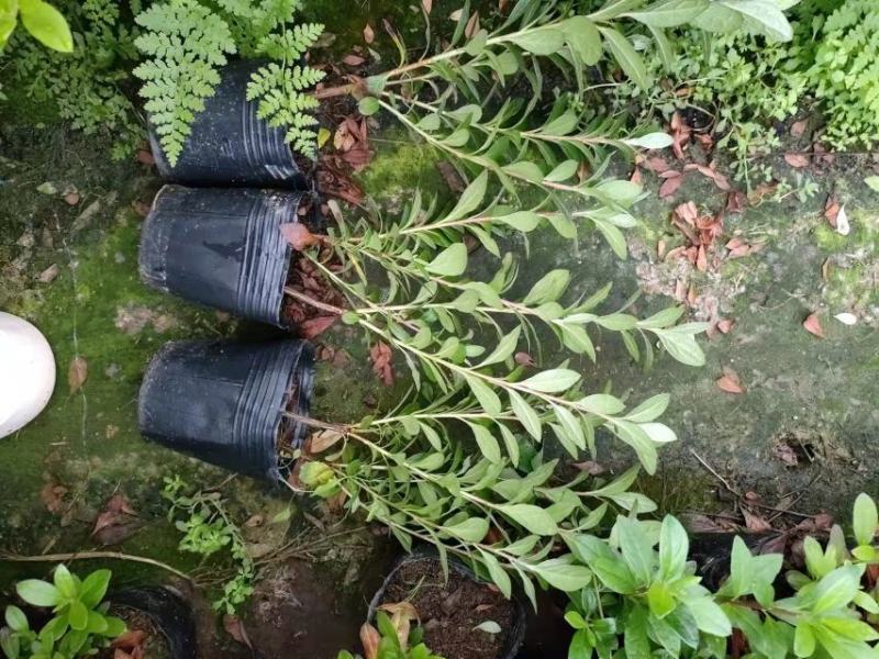 西洋杜鹃基地直发盆栽植物四季开花大量现货