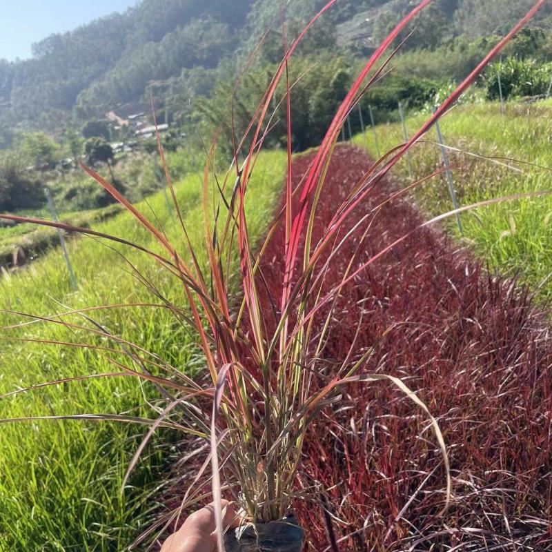 紫色狼尾草福建漳浦苗圃基地质量保证量大从优