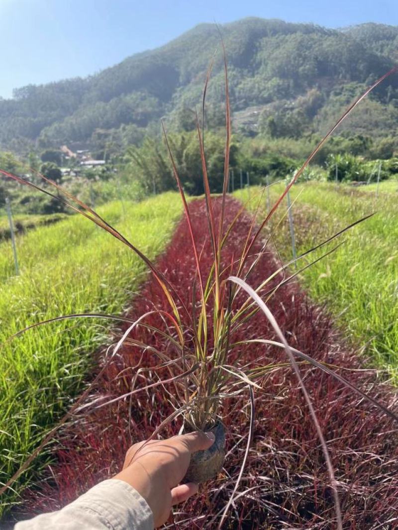 紫色狼尾草福建漳浦苗圃基地质量保证量大从优