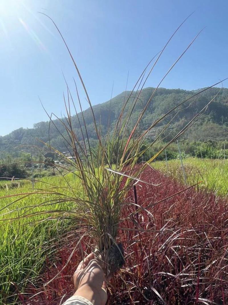 紫色狼尾草福建漳浦苗圃基地质量保证量大从优