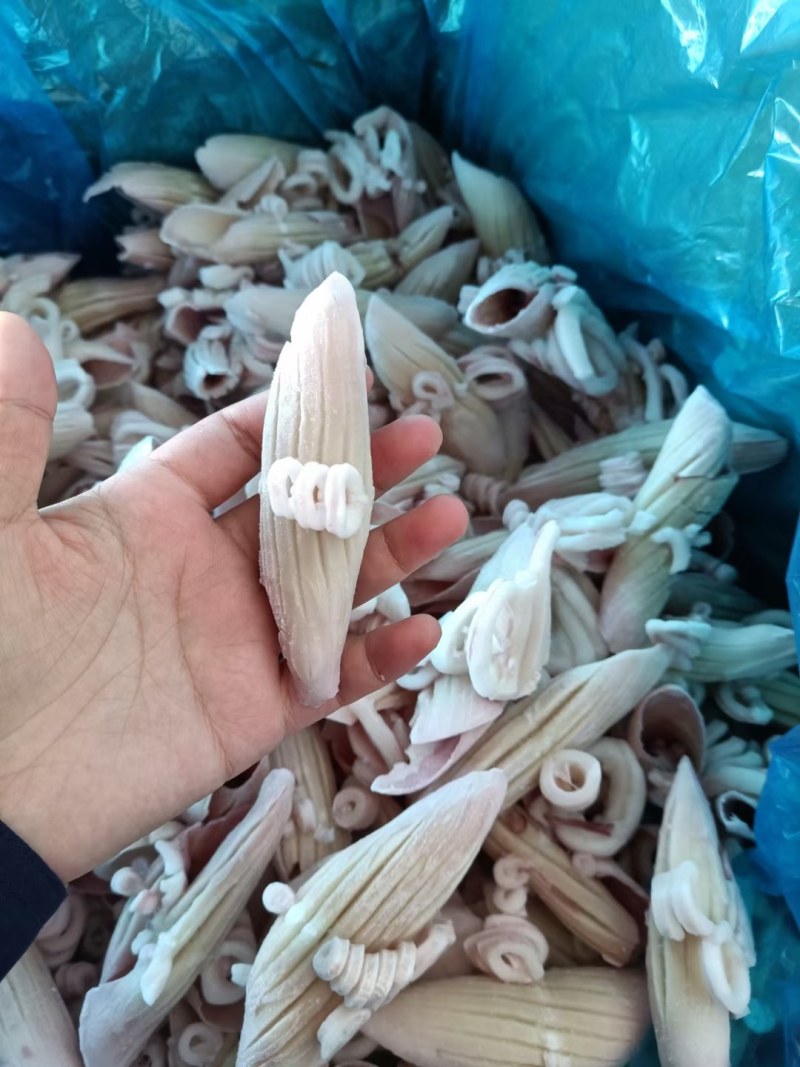 【无冰衣】新鲜现切牛角花鱿鱼花目鱼花新鲜冷冻鱿鱼火锅烧烤