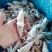 【无冰衣】新鲜现切牛角花鱿鱼花目鱼花新鲜冷冻鱿鱼火锅烧烤
