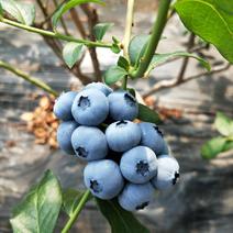 蓝莓串果上市