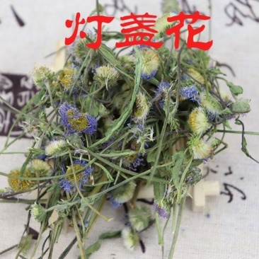 灯盏花新货云南野生中药材灯盏花灯盏花细心包邮