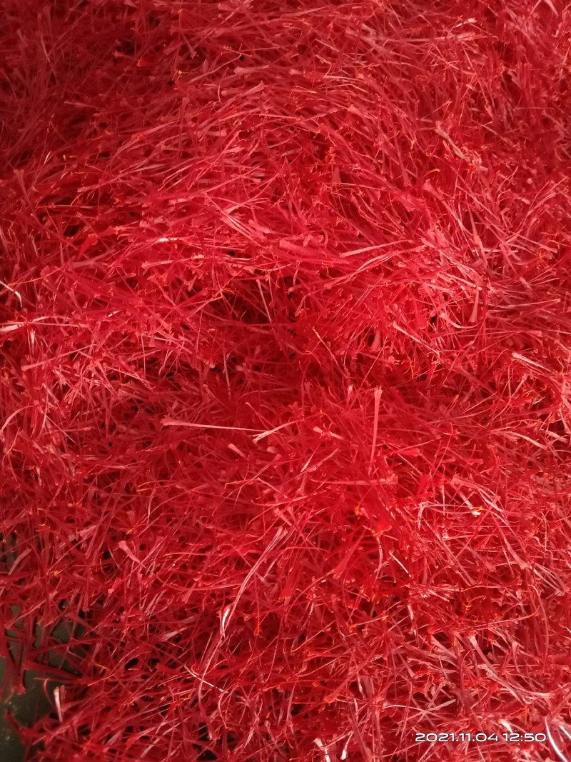 藏红花种球出售包发芽包开花包回收放心购买