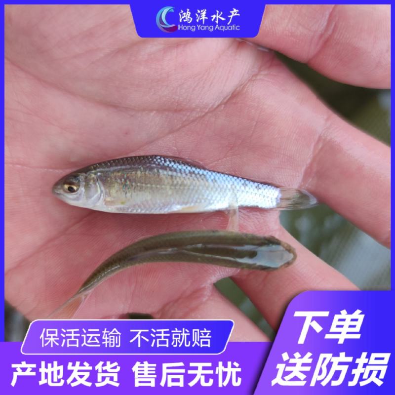 鲮鱼苗土鲮鱼麦鲮鱼苗鲮鱼水花饵料鱼批发包邮发货