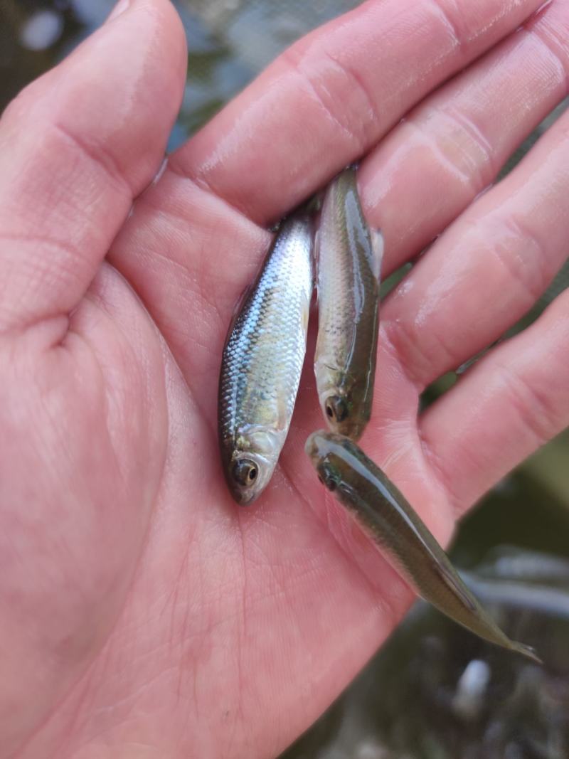 鲮鱼苗土鲮鱼麦鲮鱼苗鲮鱼水花饵料鱼批发包邮发货
