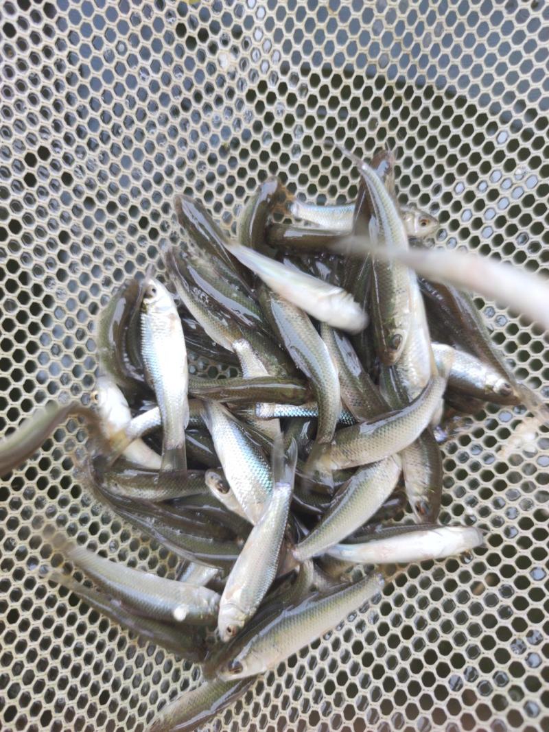 鲮鱼苗土鲮鱼麦鲮鱼苗鲮鱼水花饵料鱼批发包邮发货