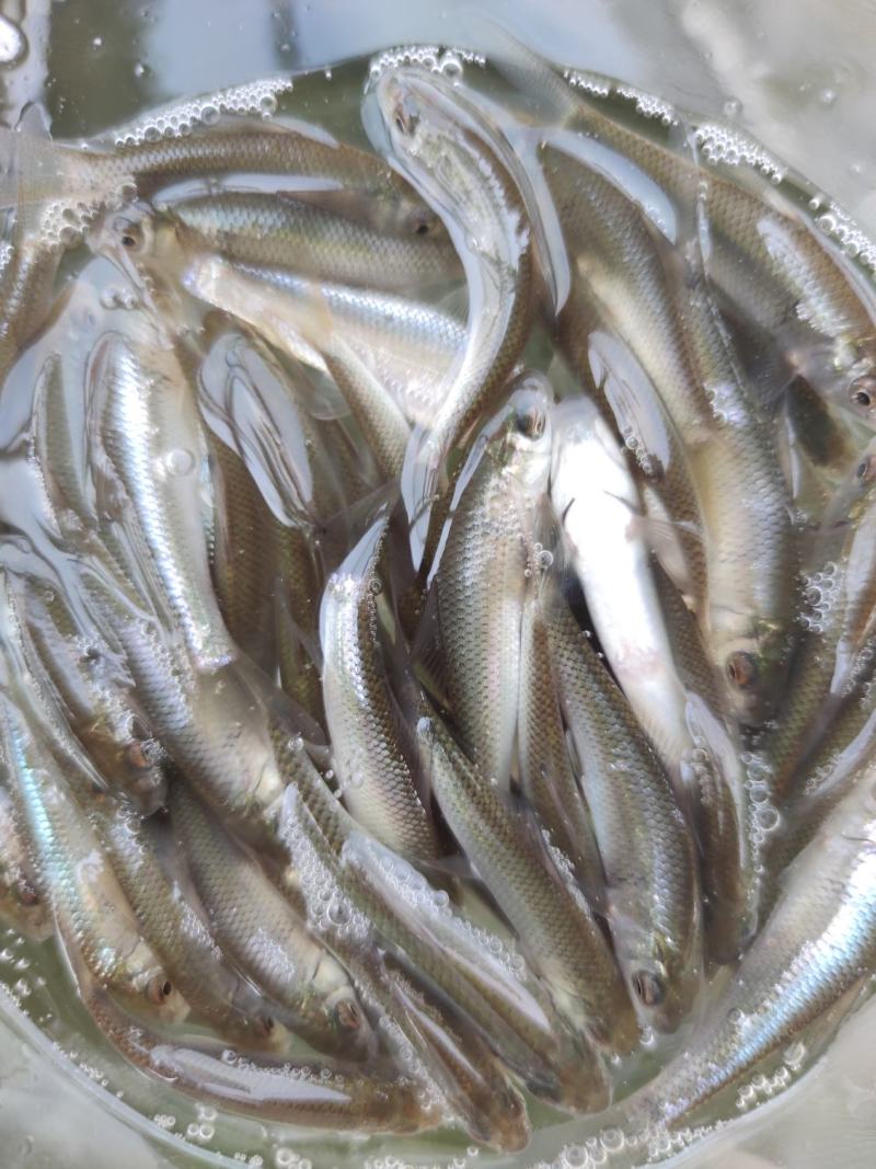 鲮鱼苗土鲮鱼麦鲮鱼苗鲮鱼水花饵料鱼批发包邮发货