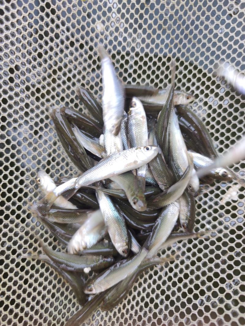 鲮鱼苗土鲮鱼麦鲮鱼苗鲮鱼水花饵料鱼批发包邮发货