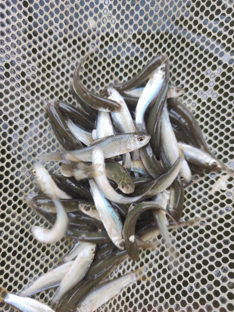 鲮鱼苗土鲮鱼麦鲮鱼苗鲮鱼水花饵料鱼批发包邮发货
