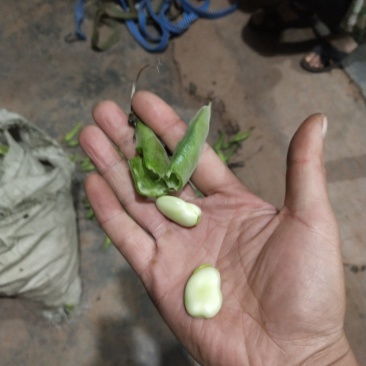 彭州胡豆，持续输出。