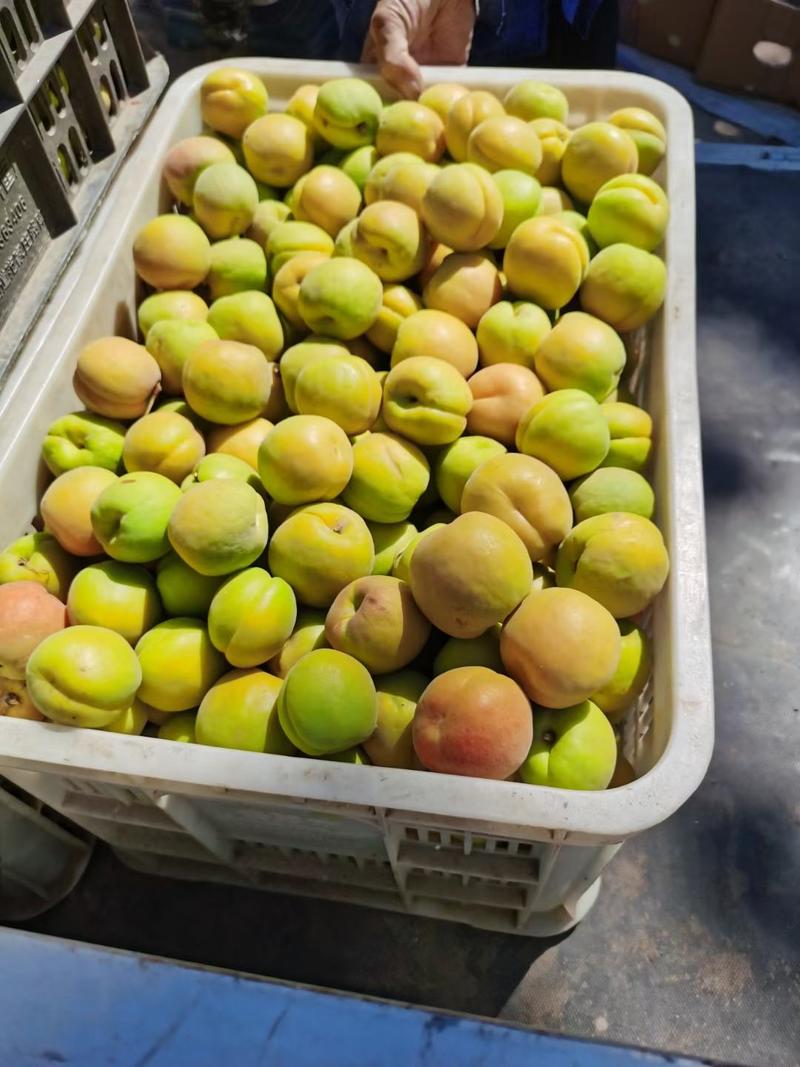 杏，7到8个头一斤，产地现货质量保证欢迎采购