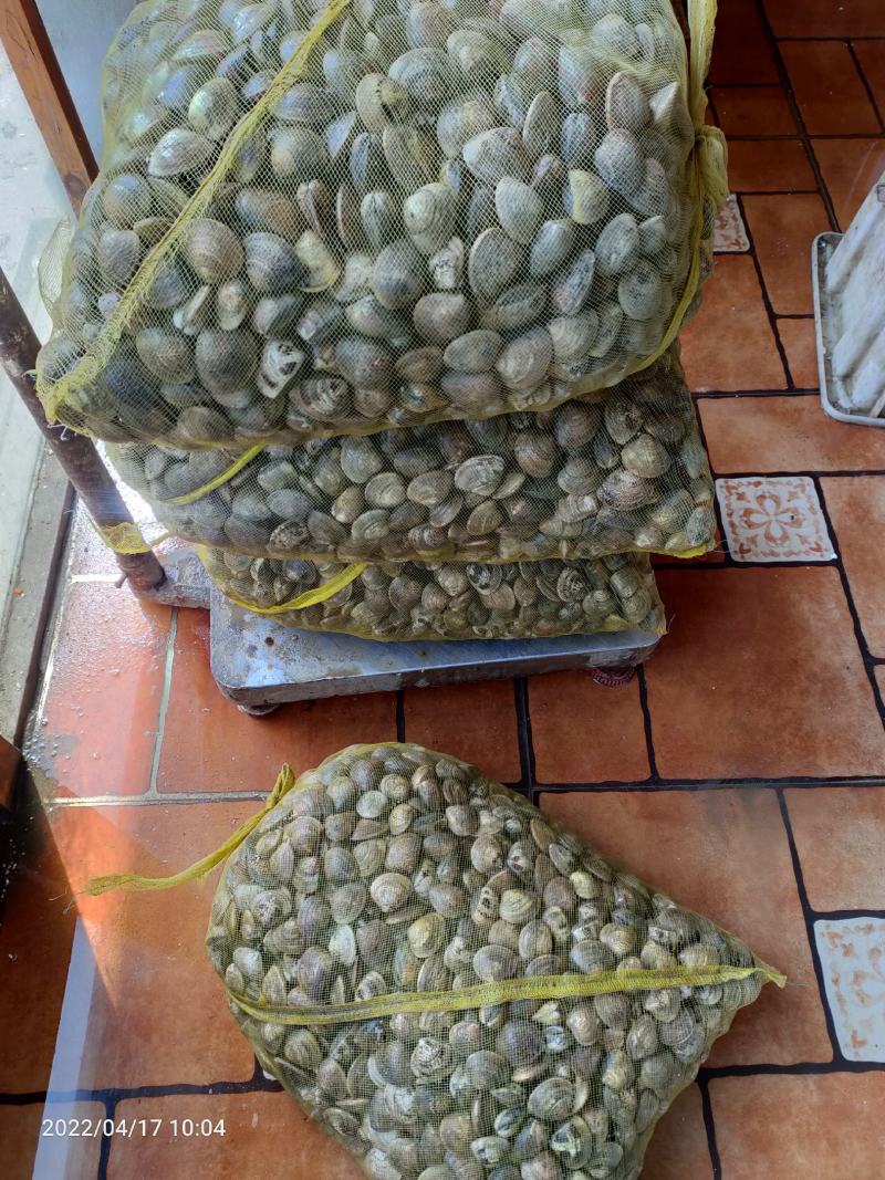 文蛤东港市鲜活贝类蛤蜊产地货量大优惠支持线上交易