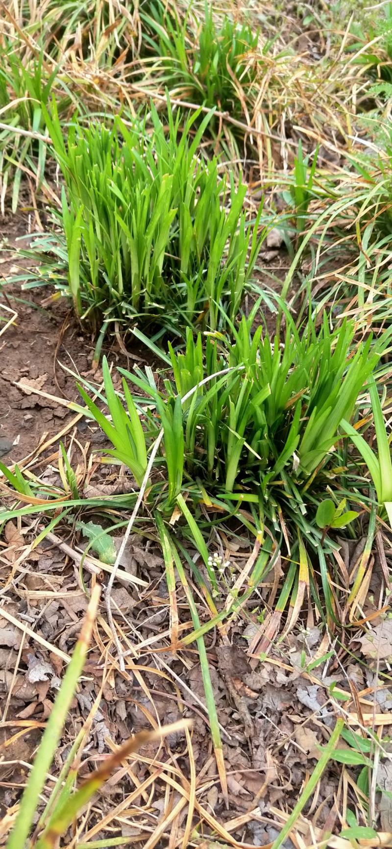 绿化苗麦冬