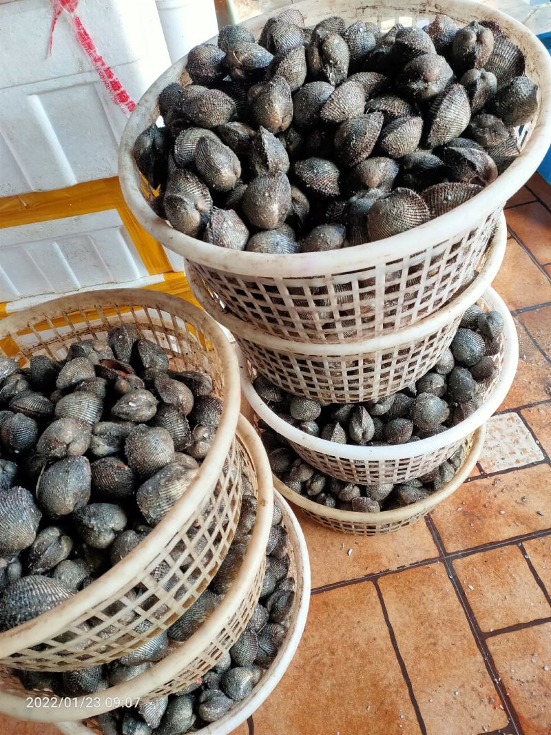 赤贝毛蛤血蛤毛蚬当潮货厂地批量大优惠支持线上交易