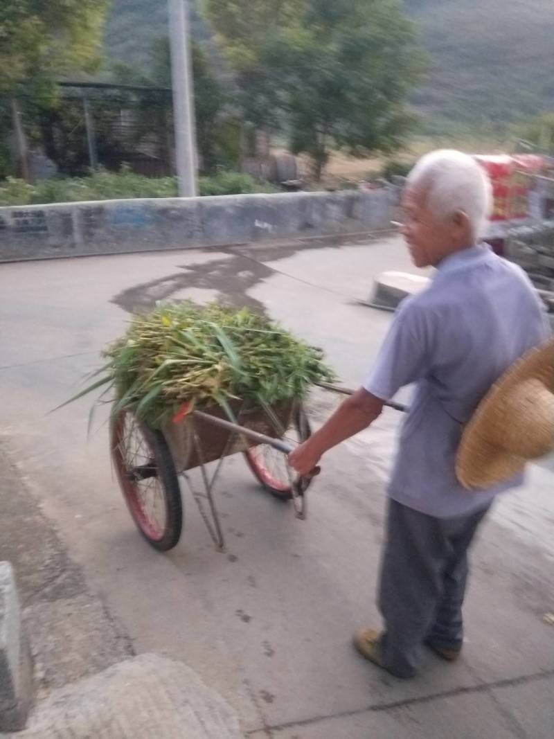 爷爷种的瑶乡小种黑芝麻，已经卖完了，静等下一季