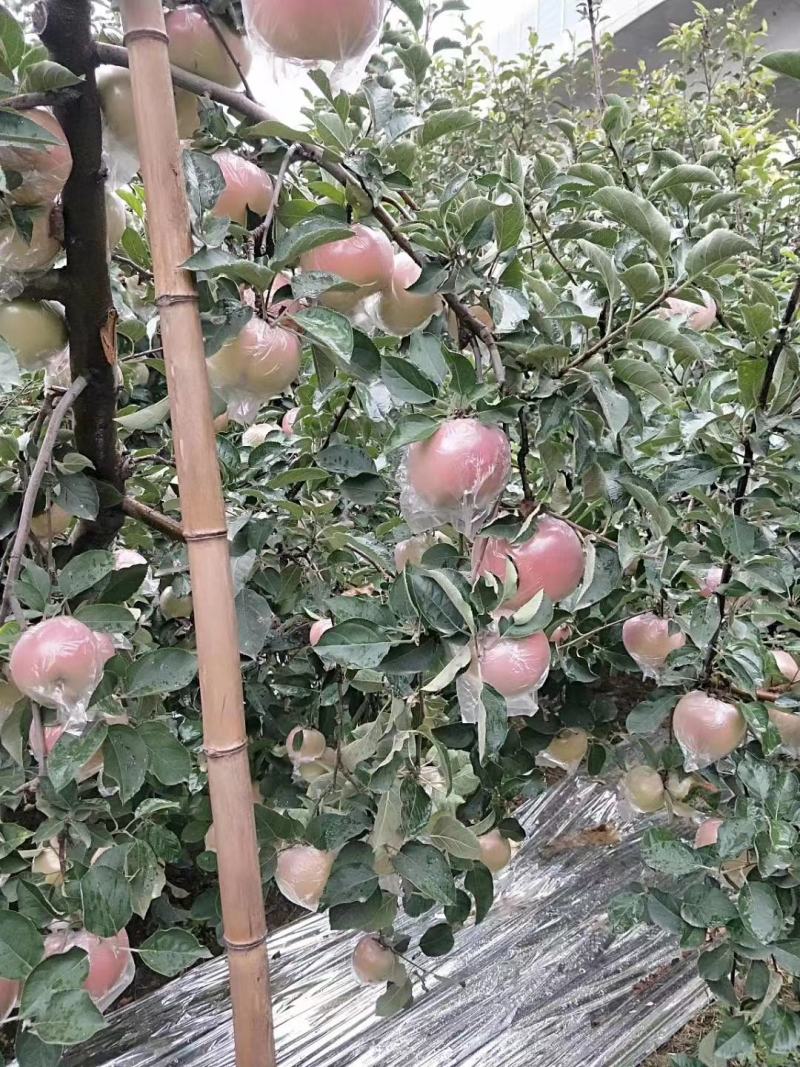 斗南苹果，颜色漂亮，个头大，口感脆甜，10月份上市