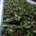 草珊瑚茶，九节风