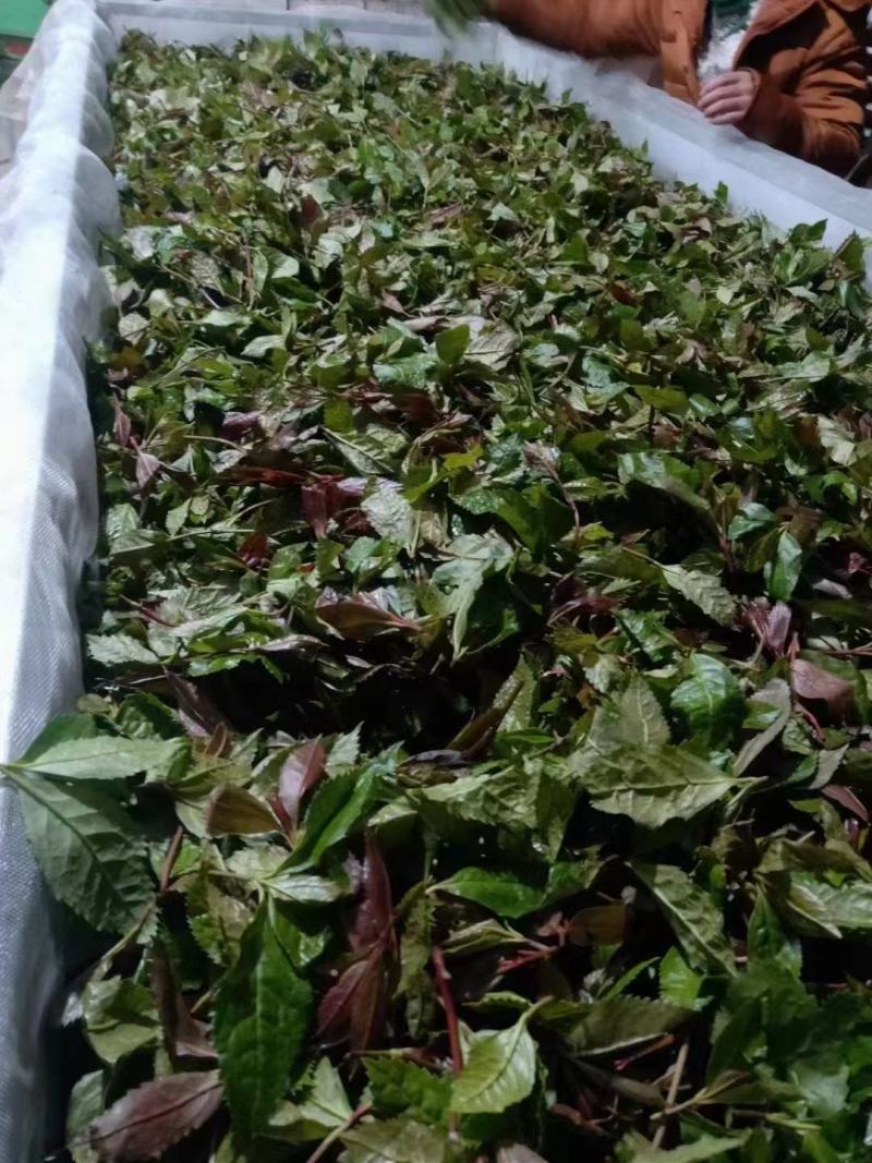 草珊瑚茶，九节风