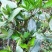 草珊瑚茶，九节风