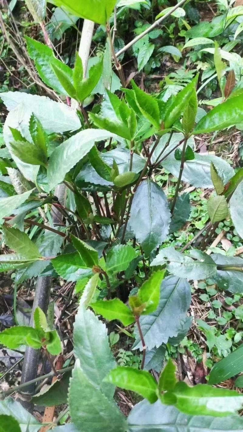 草珊瑚茶，九节风