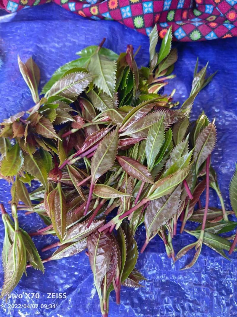 草珊瑚茶，九节风