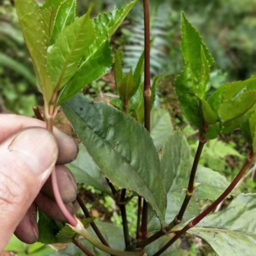 草珊瑚茶，九节风